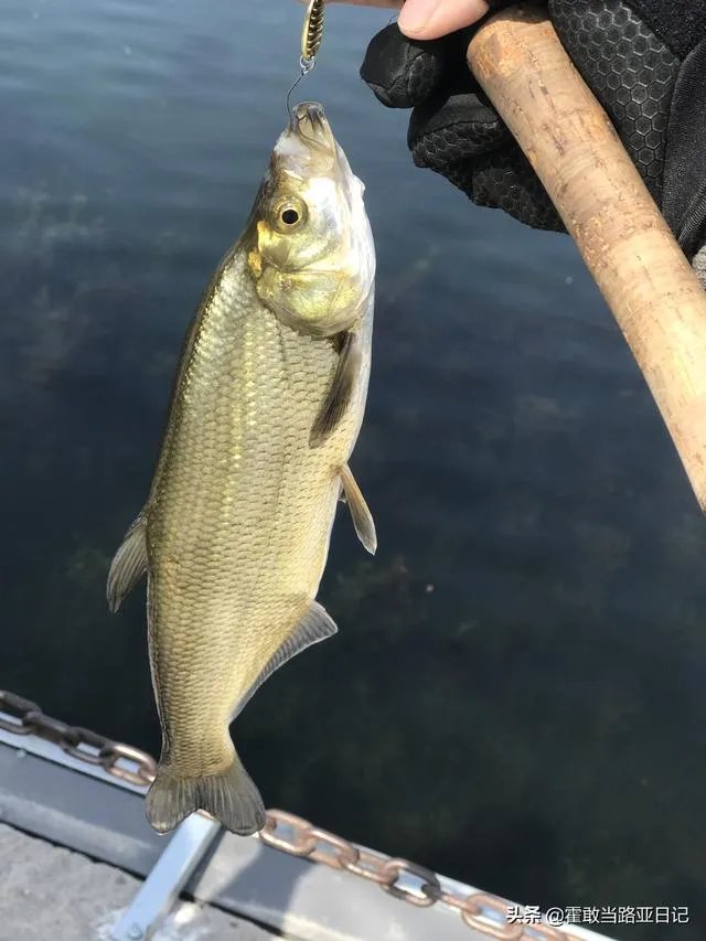 谁可以分享一下路亚钓鱼技巧？