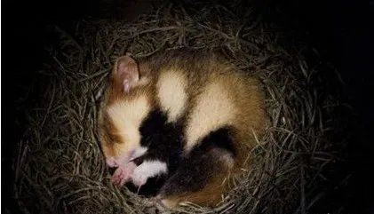 动物为什么要冬眠？动物冬眠的原因有哪些?