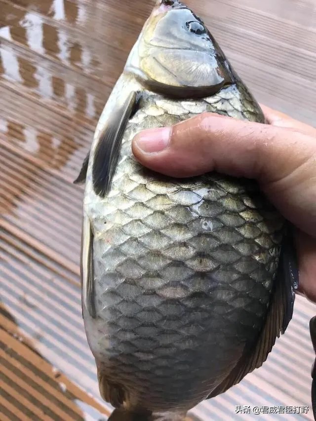 户外钓鱼直播怎么做？