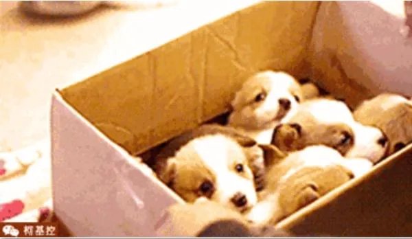 柯基5个月一天能跑多少公里