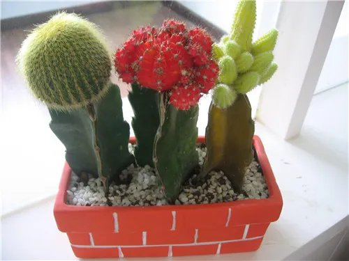 仙人掌要浇水吗 仙人掌怎么养