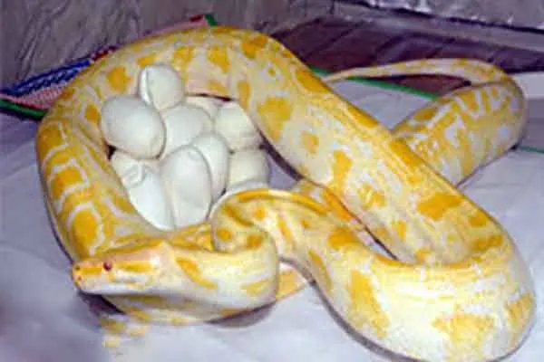 世界上最大的十种蛇，地毯蟒上榜，第一重量达250公斤