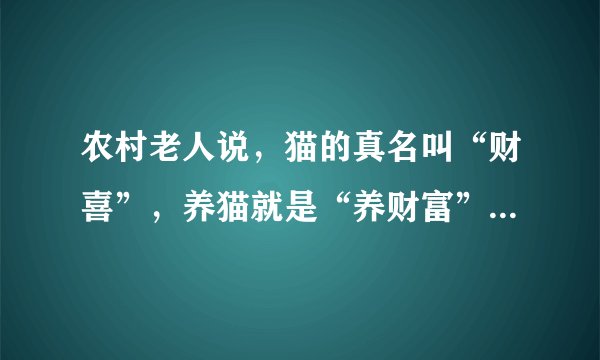 农村老人说，猫的真名叫“财喜”，养猫就是“养财富”，是真的吗