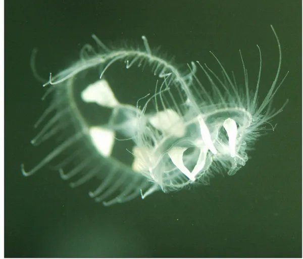 什么叫桃花水母？