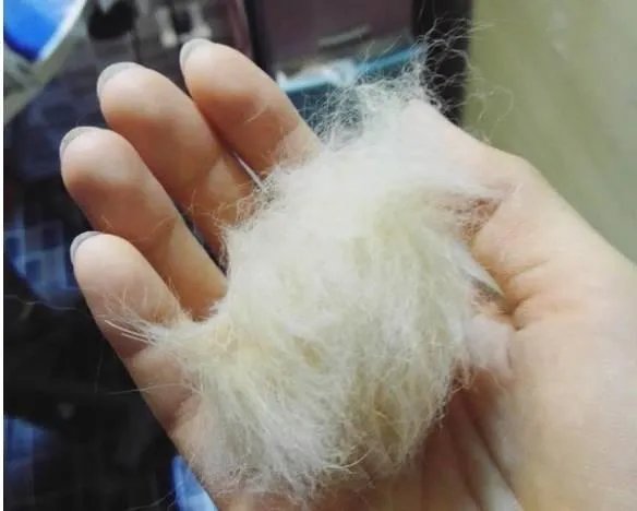 柯基5个月一天能跑多少公里