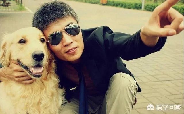 为什么大家都不敢养金毛犬？