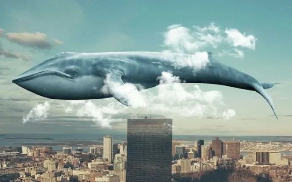 山鲸真的有吗？