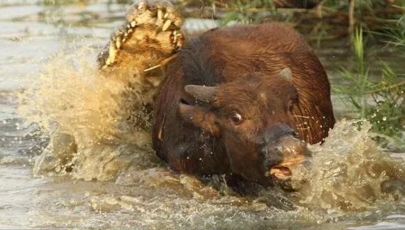 豹子为什么敢吃鳄鱼