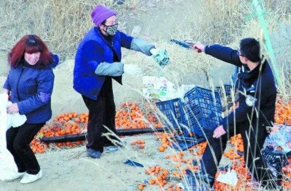 承包商收花生时遭村民哄抢,为何报警都管束不住这群农民?