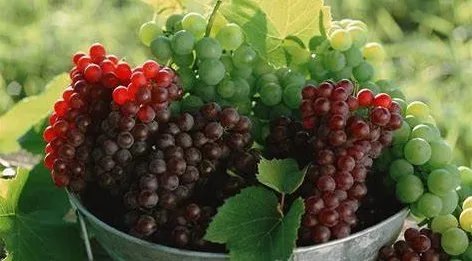 萄组词两个字有哪些呀，除了葡萄？