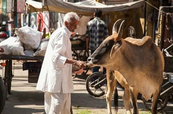 在印度牛被视为圣物不可以吃牛肉，最后牛是怎么处理的？