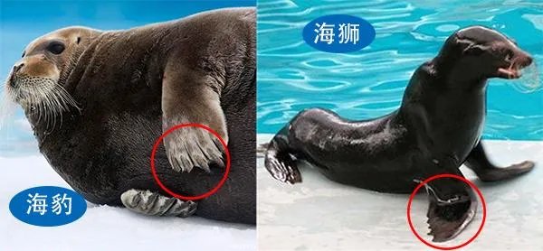 海狮和海豹的区别图片?