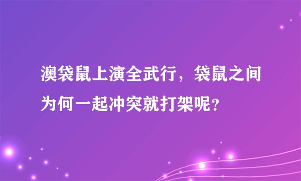 澳袋鼠上演全武行，袋鼠之间为何一起冲突就打架呢？