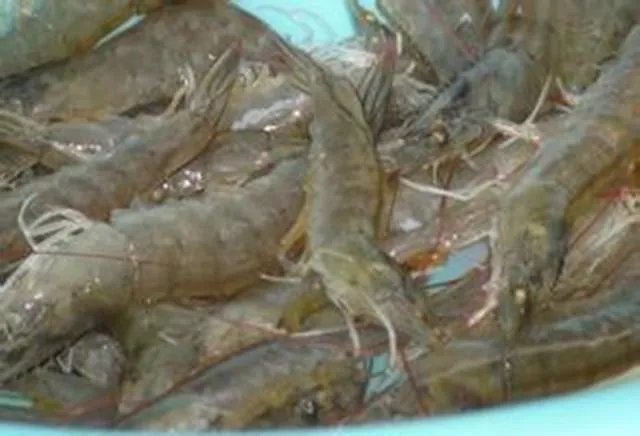 海中钓鱼用什么饵？