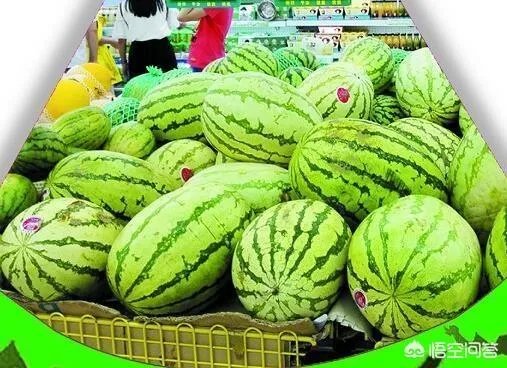 石头瓜是什么瓜?如何种植石头瓜?