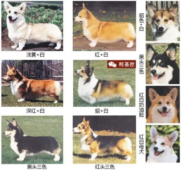 柯基5个月一天能跑多少公里