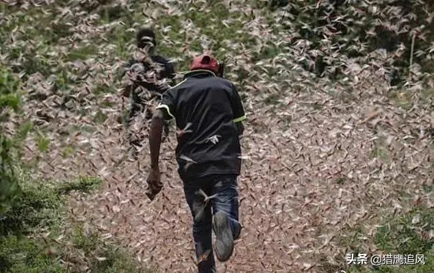 联合国官员说,正在侵袭非洲的蝗虫,会进入了印度,巴基斯坦,你怎么看这些自然现象?