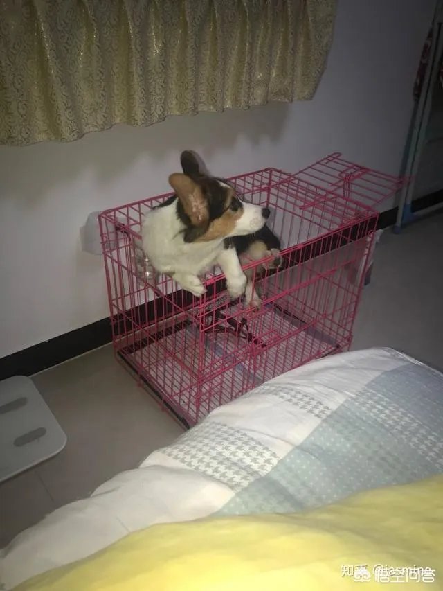 养一只柯基一年大概要多少钱？