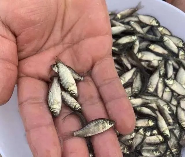 鱼塘随便放三四条小鲫鱼能繁殖越来越多吗？