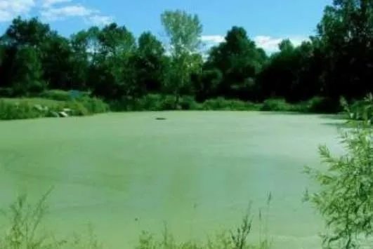 世界上最小的花,无根萍开出的花仅针眼大