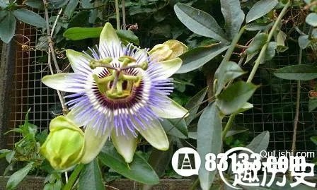 惊悚！日轮花食人全过程曝光