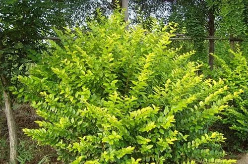 女贞树图片大全  女贞树能不能嫁接桂花