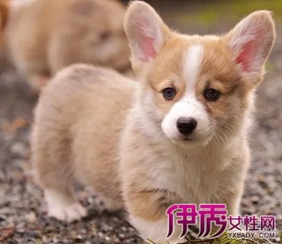 威尔士柯基犬的特征