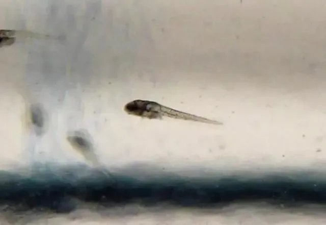 鱼塘随便放三四条小鲫鱼能繁殖越来越多吗？