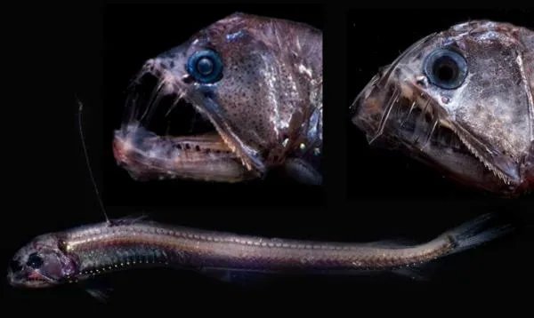 毒蛇鱼是不是鱼 毒蛇鱼有毒吗