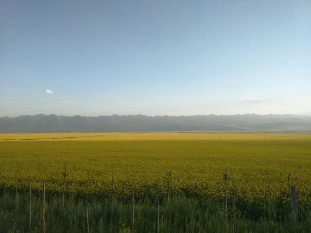 青海门源你去过吗？