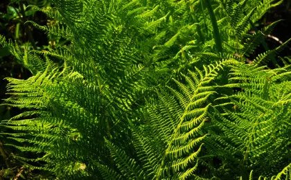 蕨类植物的形态结构