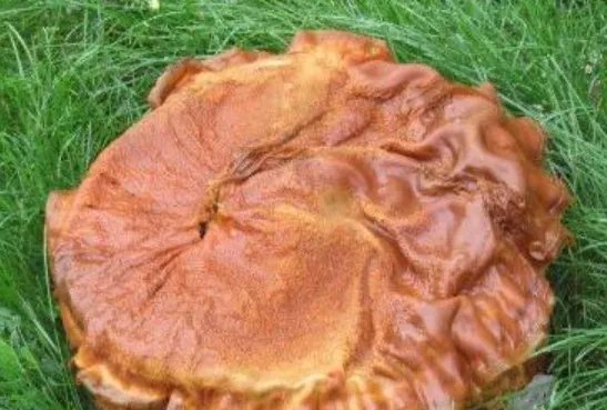 太岁是怎么形成的?