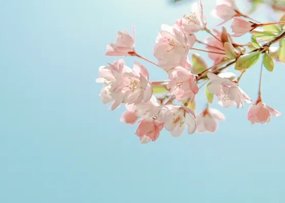 2019成都樱花节时间什么时候 成都樱花节时间地点门票