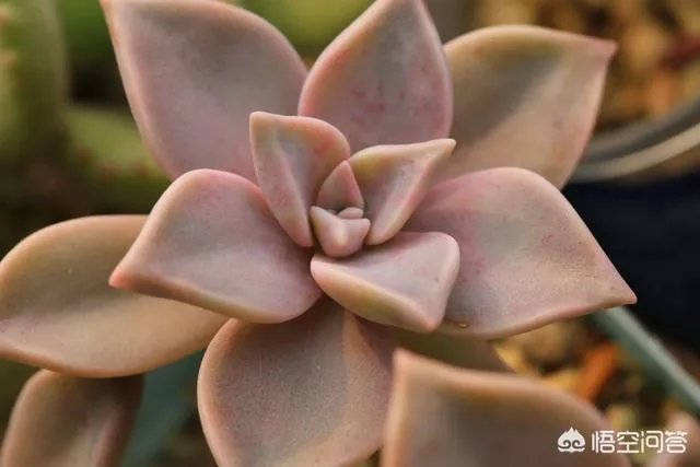 不同的多肉植物，在度夏时，有什么区别吗？