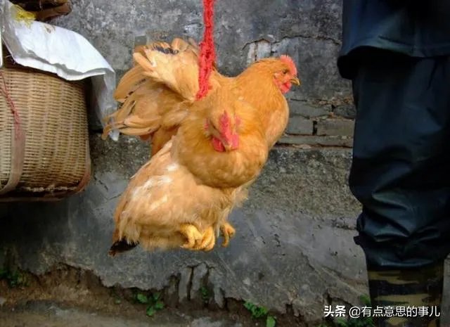 我想回家养鸡,但找不到销路怎么办?