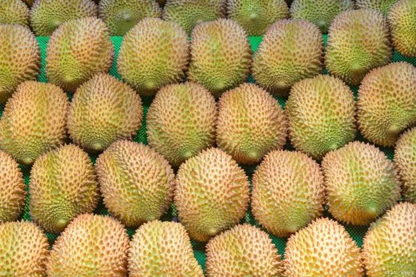 榴莲为什么这么贵呢？是因为不能大规模种植的原因吗？