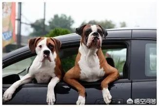 女子投诉滴滴拼车遇两大狗一路狂吠，如女子被咬伤谁应该负责？