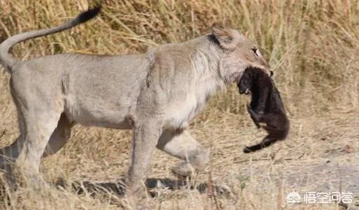 土耳其为什么敢“剑”指在叙美军?