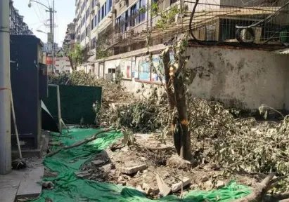 成都桂花巷桂花树被砍，处理结果公布，为何却引来嘲讽？