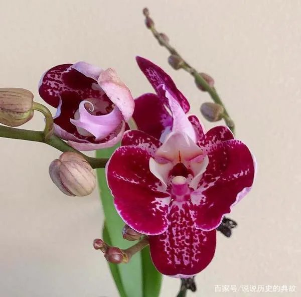 蝴蝶兰花期多长时间？什么温度适合？