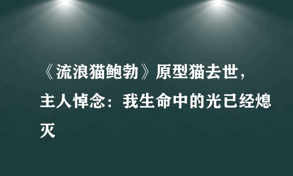 《流浪猫鲍勃》原型猫去世,主人悼念:我生命中的光已经熄灭