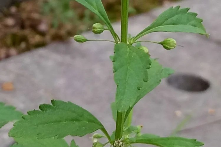 冰糖草图片大全