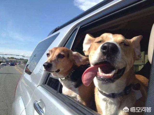 女子投诉滴滴拼车遇两大狗一路狂吠，如女子被咬伤谁应该负责？