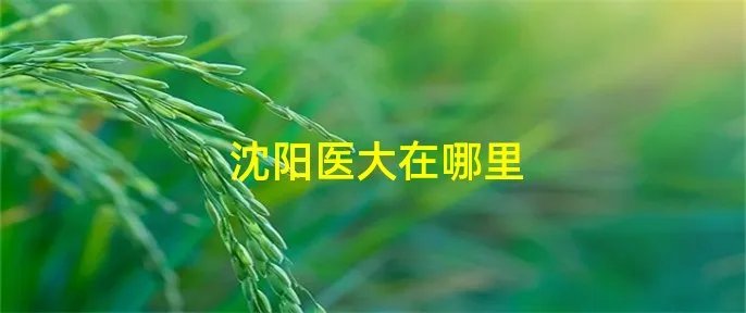 沈阳医大在哪里