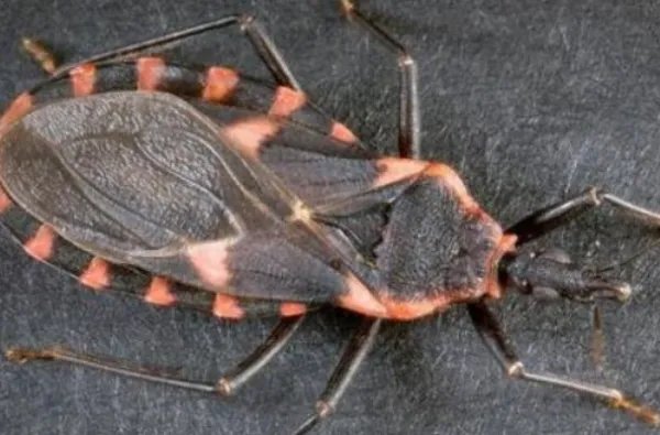 世界十大最强虫子