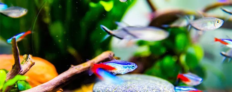 热带鱼怎么养 热带鱼的养殖方法