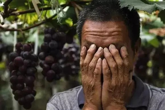 一些农产品滞销的本质是什么?