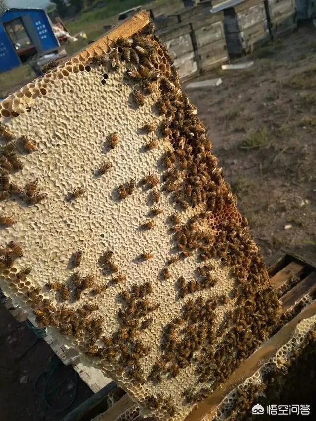 农村人自己养的蜂蜜怎么样？贵吗？