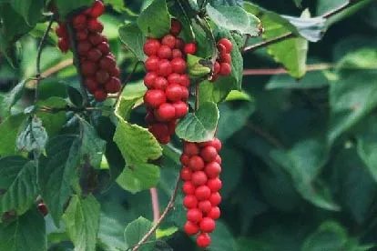 五味子是什么样的图片