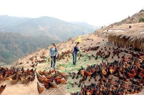 树林里养鸡怎么样？